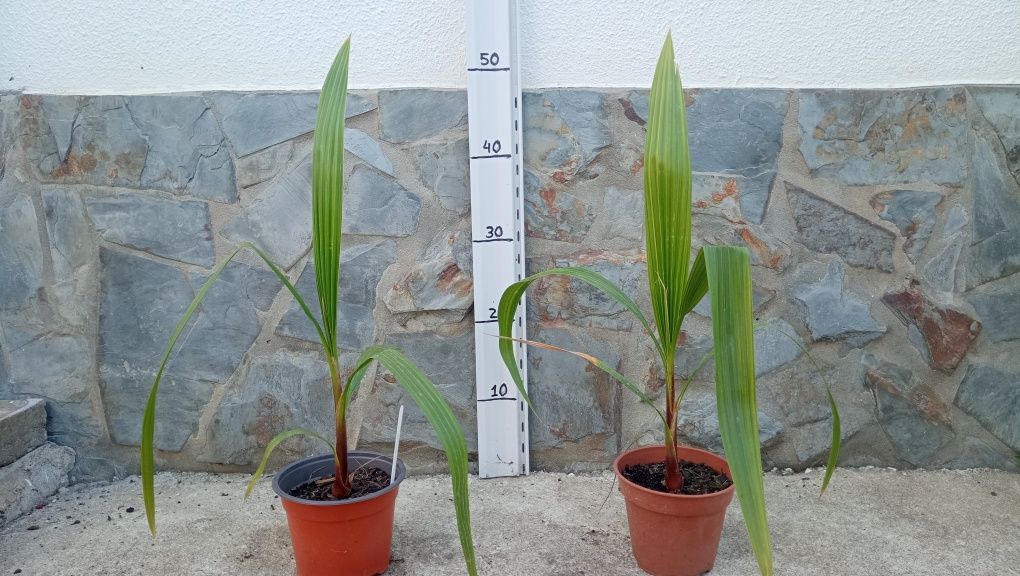 Palmeira leque, Phormium tenax  
5€