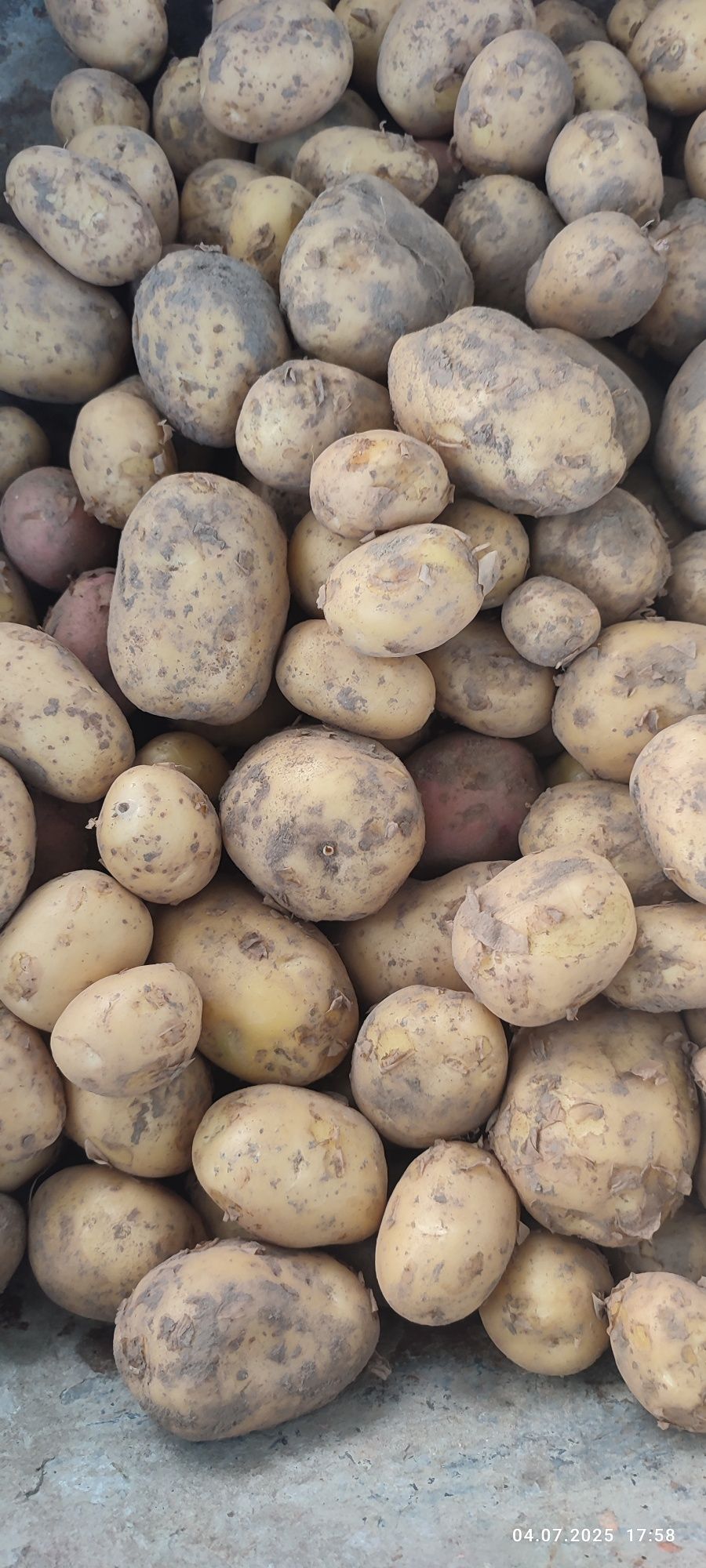 Продам домашнюю молодую картошку,картоплю.