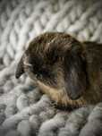 Króliczki mini lop * legalna hodowla * premium
