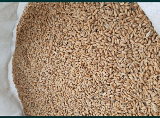 Пшениця зерно велике