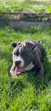 American bully szczeniaki suczka