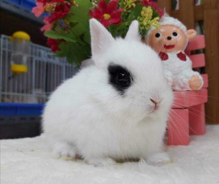 KIT Coelhos anões teddy e mini holandês muito meigos