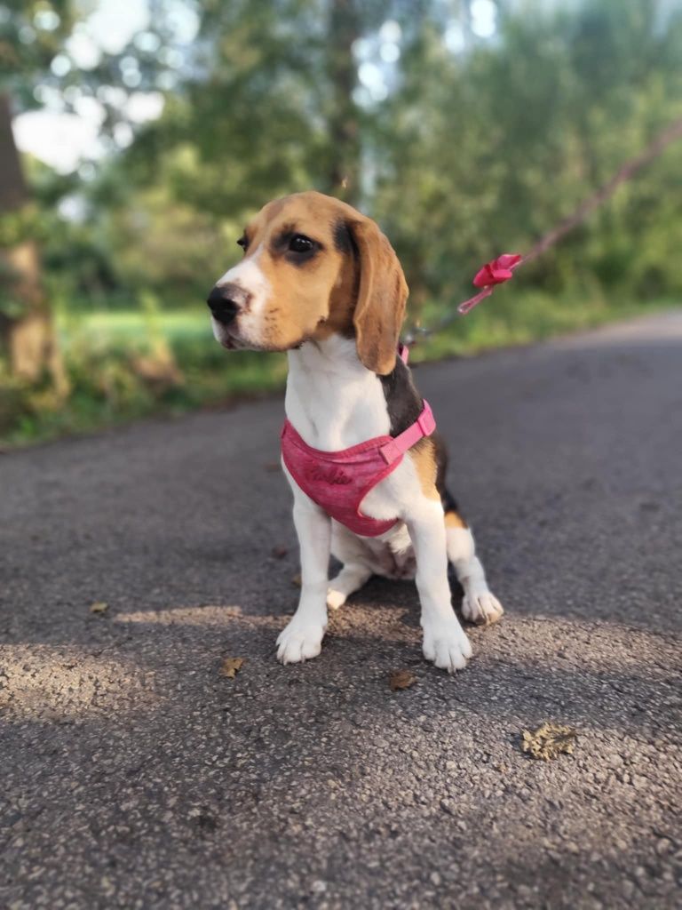 Szczeniak beagle