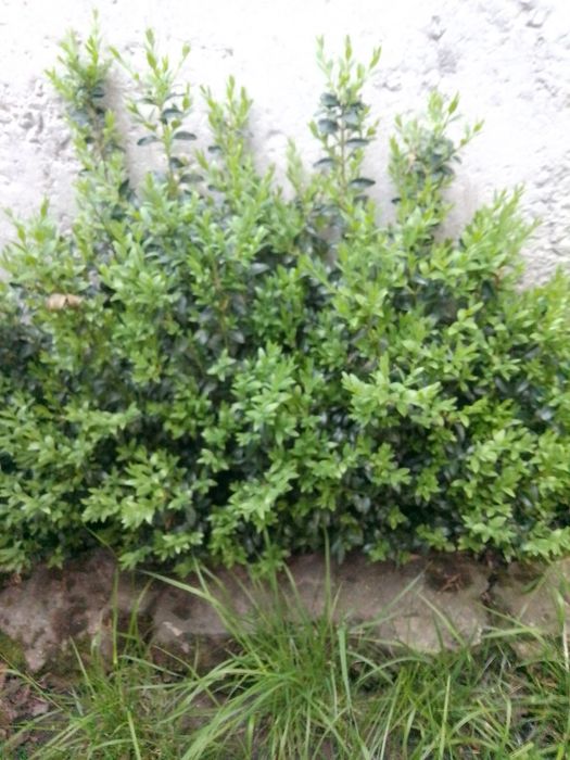 Распродажа карликового морозника