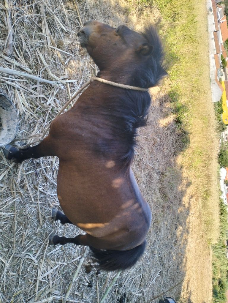 Pônei macho manso