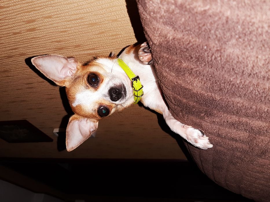 Вязка  чихуа-хуа