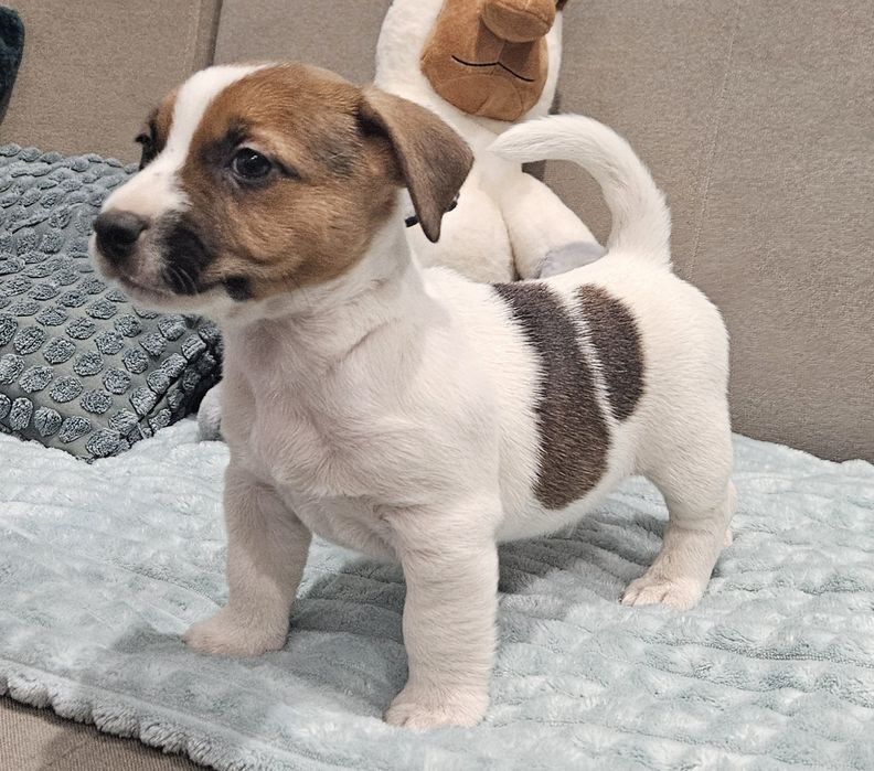 Piekny piesek Jack Russell ZKwP FCI
