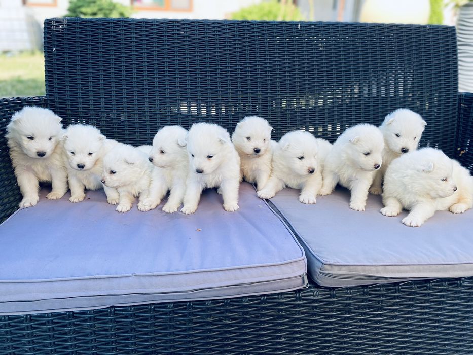 Samoyed szczeniaki rezerwacje na miot