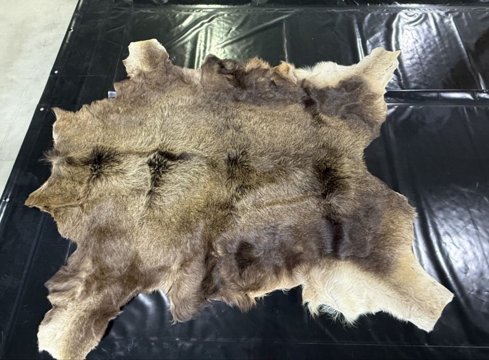 Skóra z Łosia duża naturalna