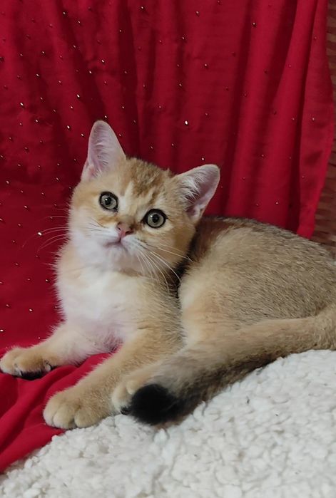 Прямоухие вислоухие котята шотландская золотая шиншилла