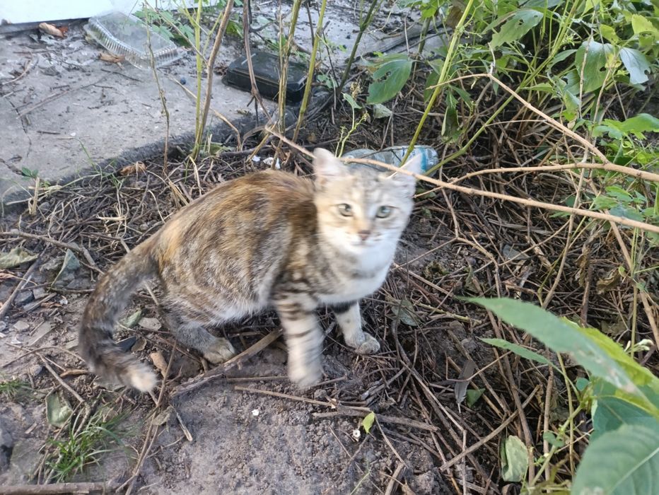 Котята-кошенята. Шукають людське тепло!