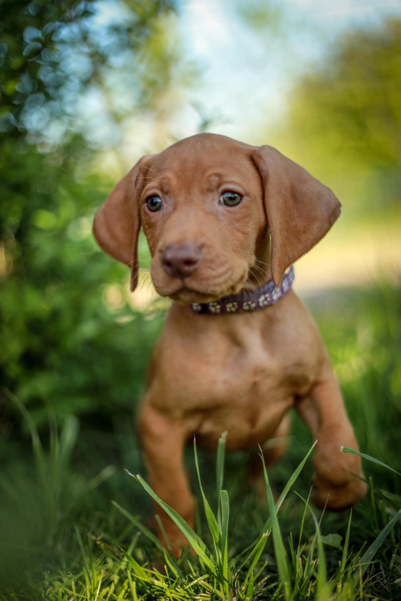 Wyżeł węgierski, vizsla, szczenię ZKwP/FCI