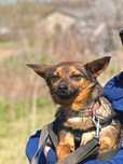 Mikro pies suczka z uszkami chihuahua do adopcji