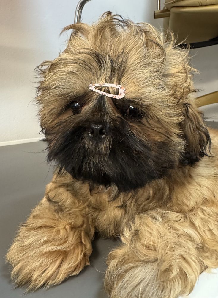 Shih Tzu Zkwp FCI Piesek TEOS brązowo czarny