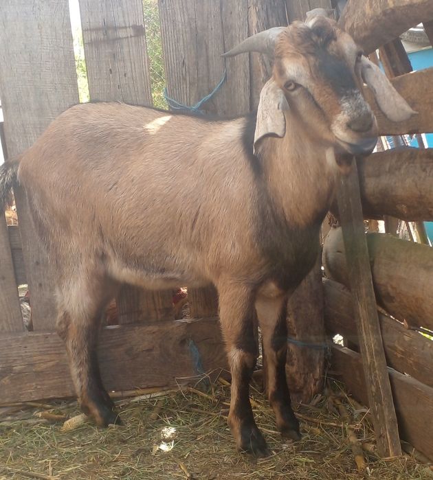 Кози молоді дійні.  Є вибір.