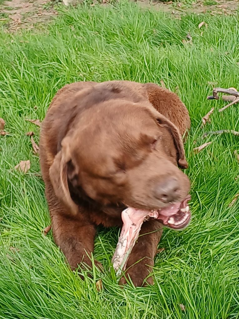 Labrador czekoladowy szczeniak