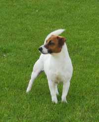 Jack Russell Terrier-reproduktor