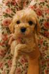 Maltipoo f1b ( maltańczyk pudel hybryda) piesek samiec