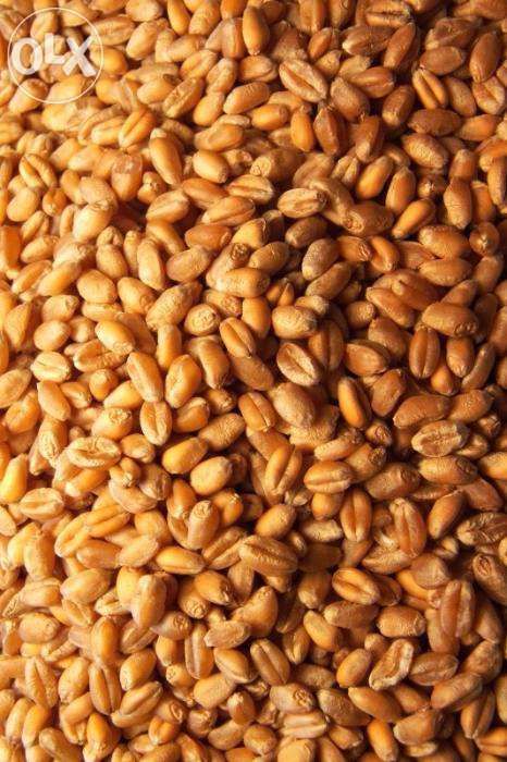 Pszenica pszenżyto kukurydza jęczmień siano słoma pasza dla gołębi