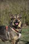 Łajka - urocza malutka sunia do adopcji