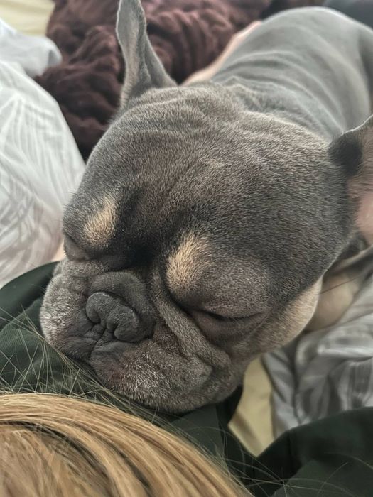 Вязка французский бульдог