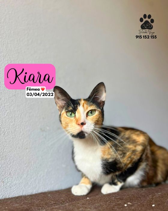 Gata tricolor para adoção (Kiara)