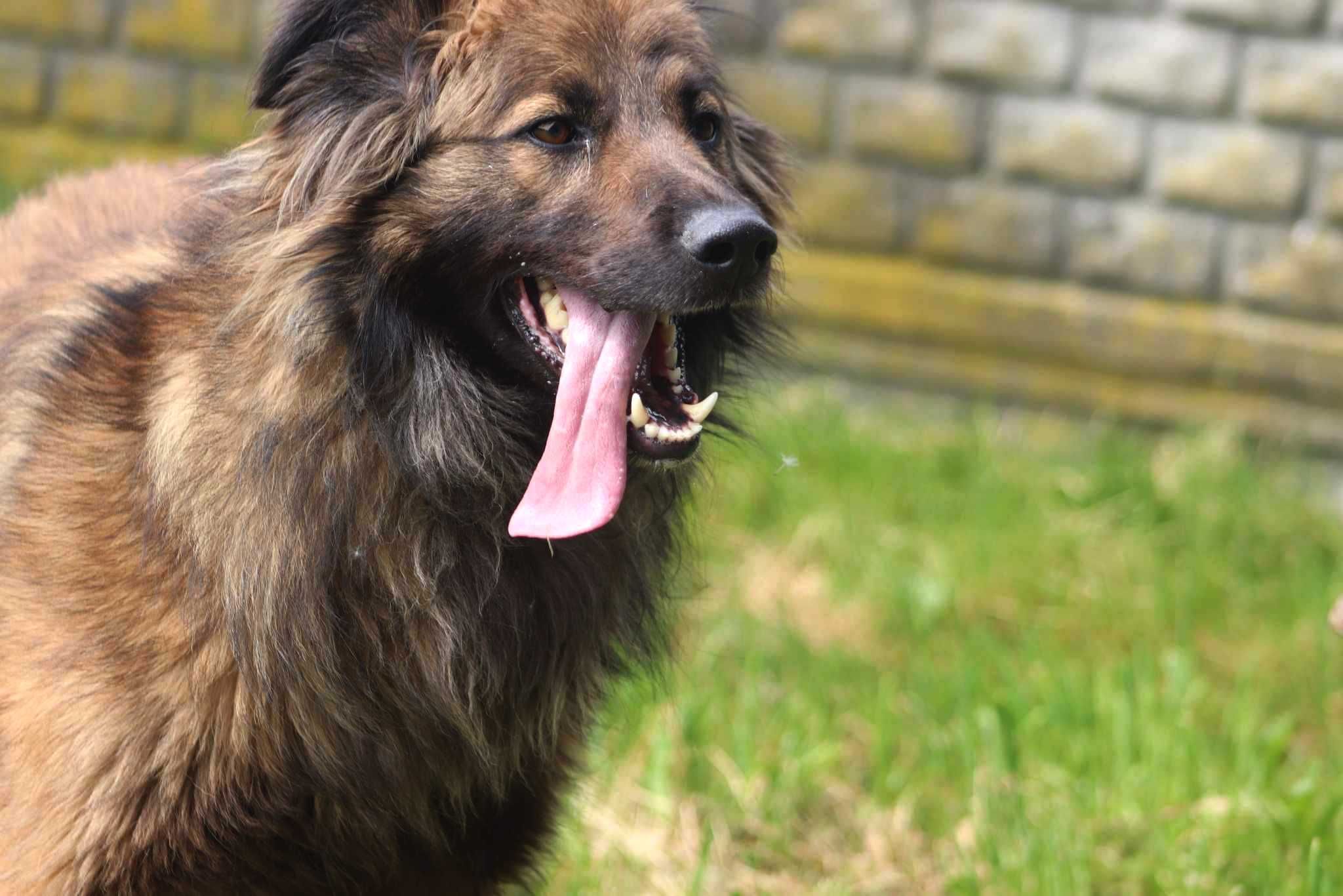 Luk spójrz, pokochaj, adoptuj