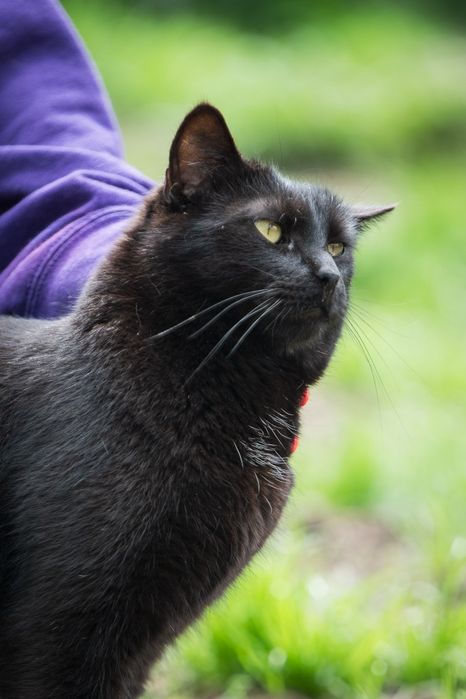 Kocurek Gizmo do adopcji!