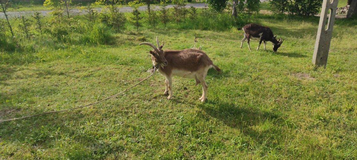 Sprzedam kozę z koźlakiem