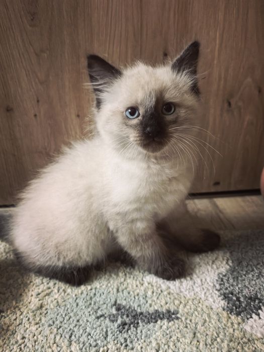 Kotki neva masquerade