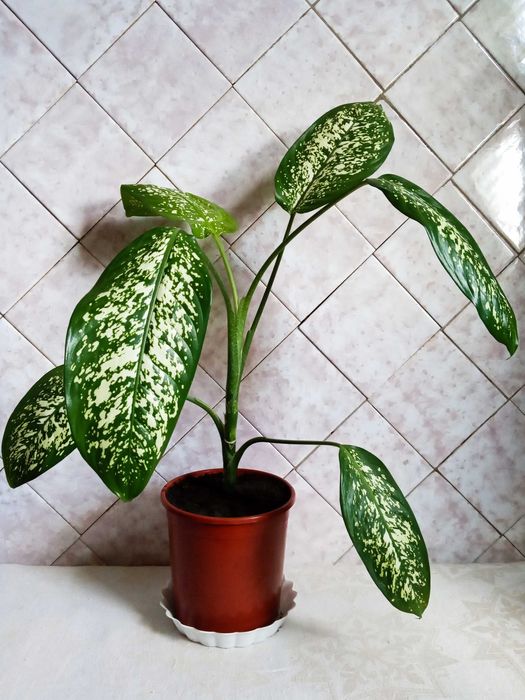 Диффенбахия недорого