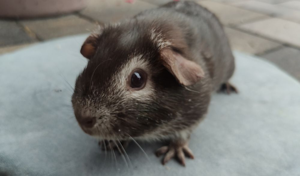 Świnka morska cavia gładkowłosa self US Teddy z hodowl