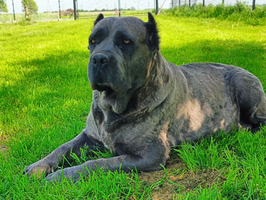 Piesek Cane Corso