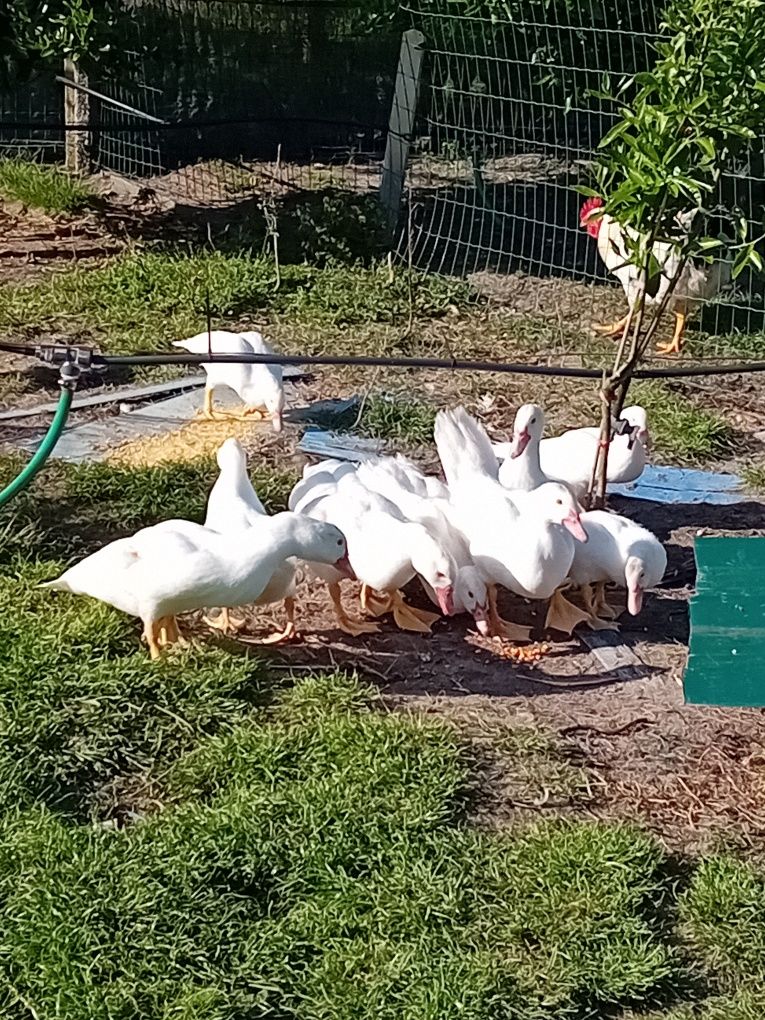 Patos mudos brancos