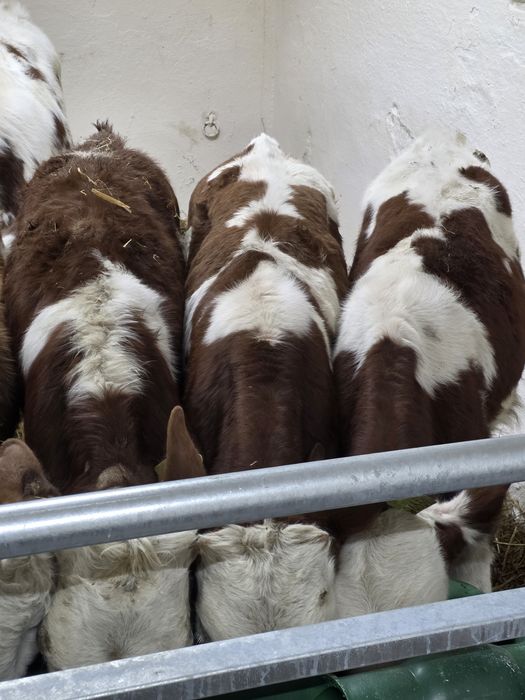 Byczki 8 sztuk simentale 120 kg