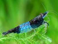 Krewetki Carbon Blue Rili (Blue Carbon Rili) WYSYŁKA Neocaridina