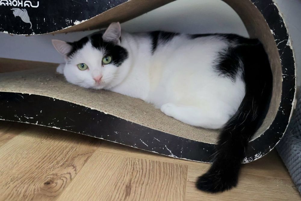 Dwie wspaniałe kotki szukają wspólnego domu