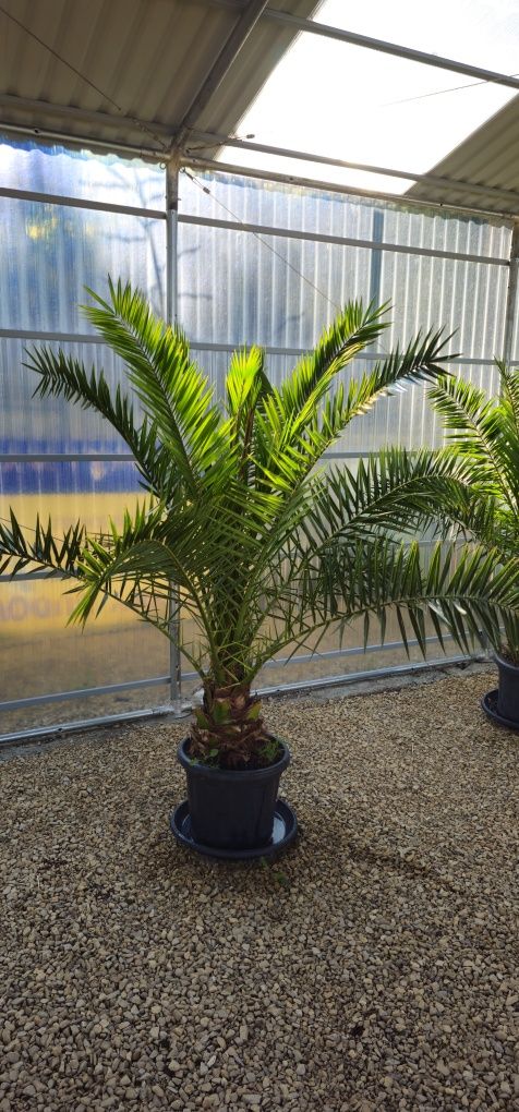 PHOENIX Canariensis Daktylowiec palma rośliny egzotyczne wyprzedaż