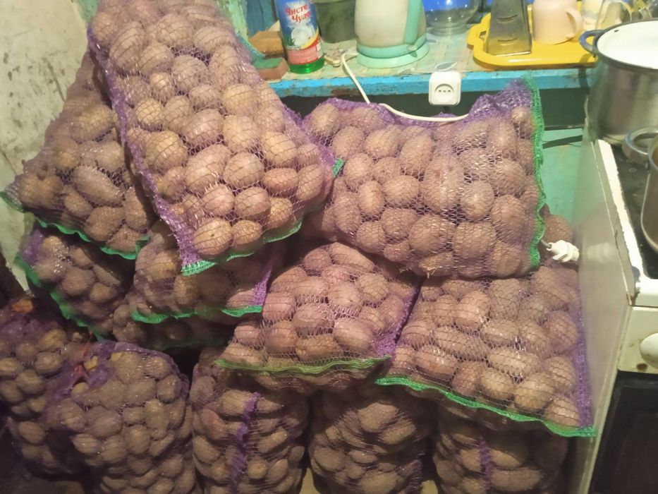 Продам насіннєву картоплю Рів'єра