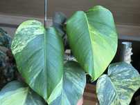 Szczyt Monstera Aurea Marmorata