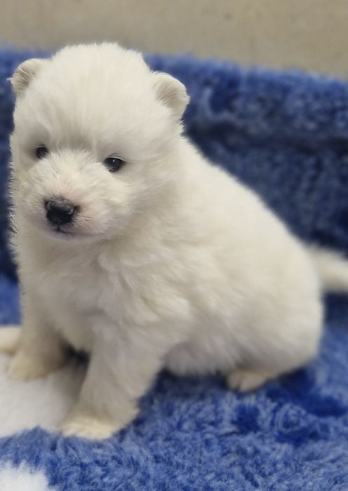 Sprzedam pieska Samoyeda