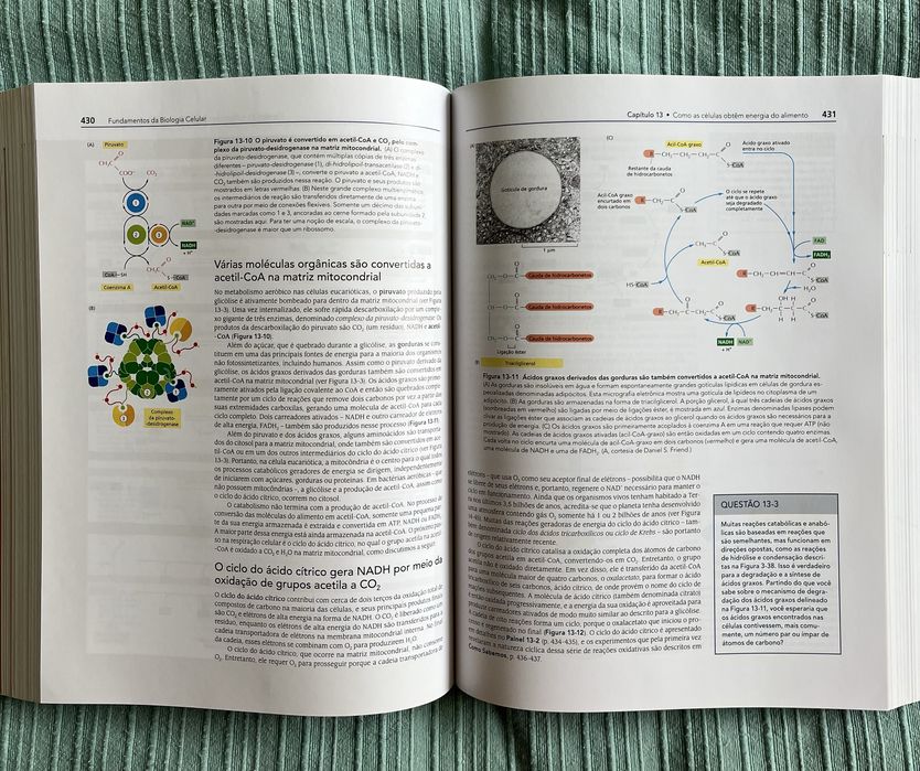 Fundamentos da Biologia Celular e Molecular - 4.ª edição Alberts