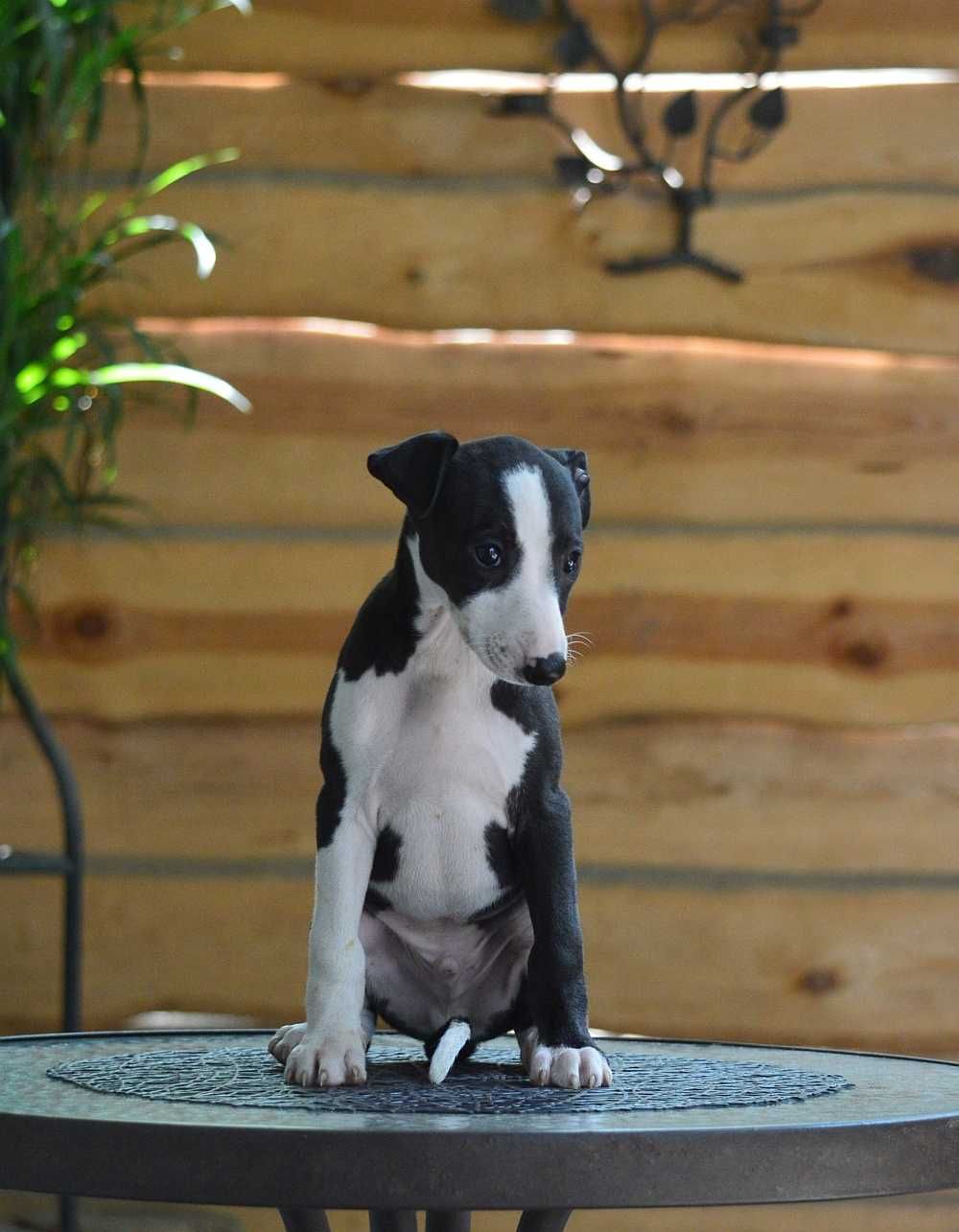 Whippet piesek hodowla FCI