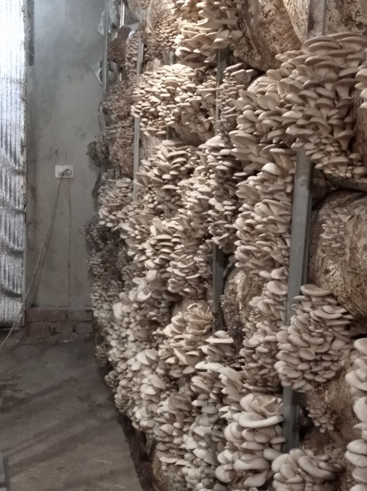 Продам грибные блоки вешенки