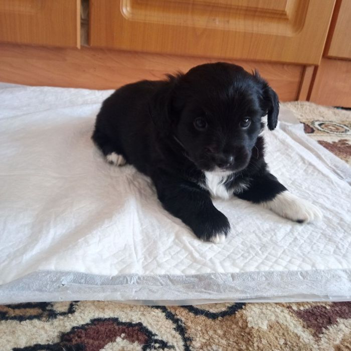 Щенки метиси, безкоштовно