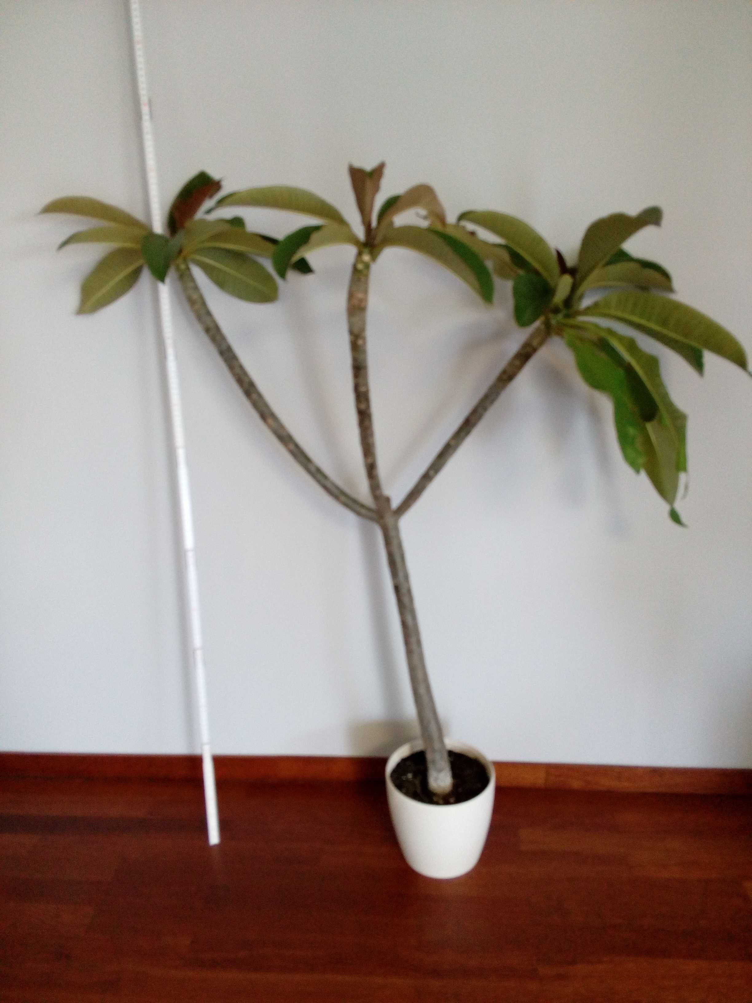 Plumeria Biała 120 cm 7-letnia - KWITNACA - pięknie pachnąca