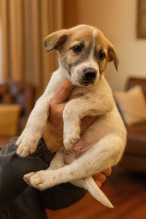 Маленький хлопчик шукає дім(2місяці)