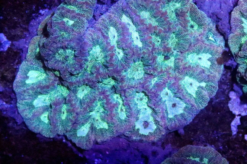 FAVIA TURKU Favites Szczepka Lps szczepka 3x3cm +/-
