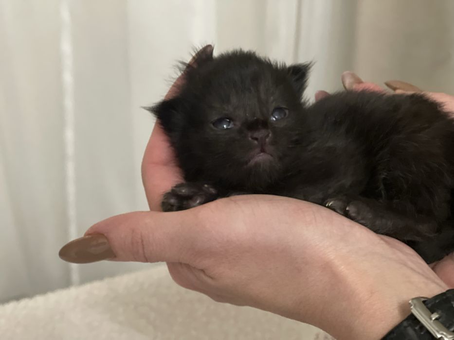 Мейн Кун кошенята