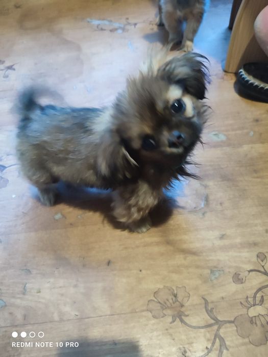 Карликовий пекінес